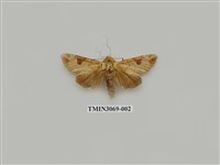 藏品(夜蛾839)的圖片